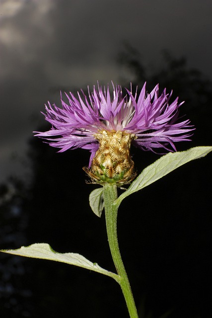 Korenbloem, Achtergrondverlichting