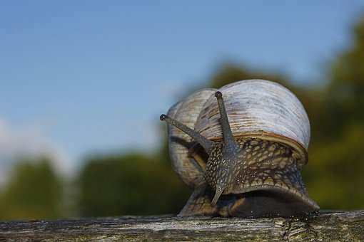 Slak, Schelp, Escargots, Traag, Weekdier