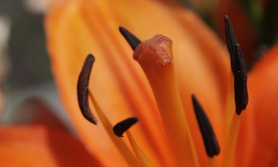 Bloesem, Oranje, Bloem, Bloem Behang