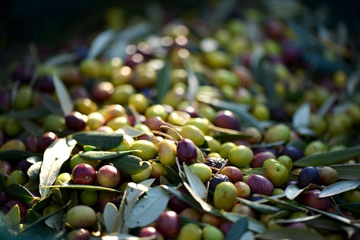 Free Olives Provence photo and picture