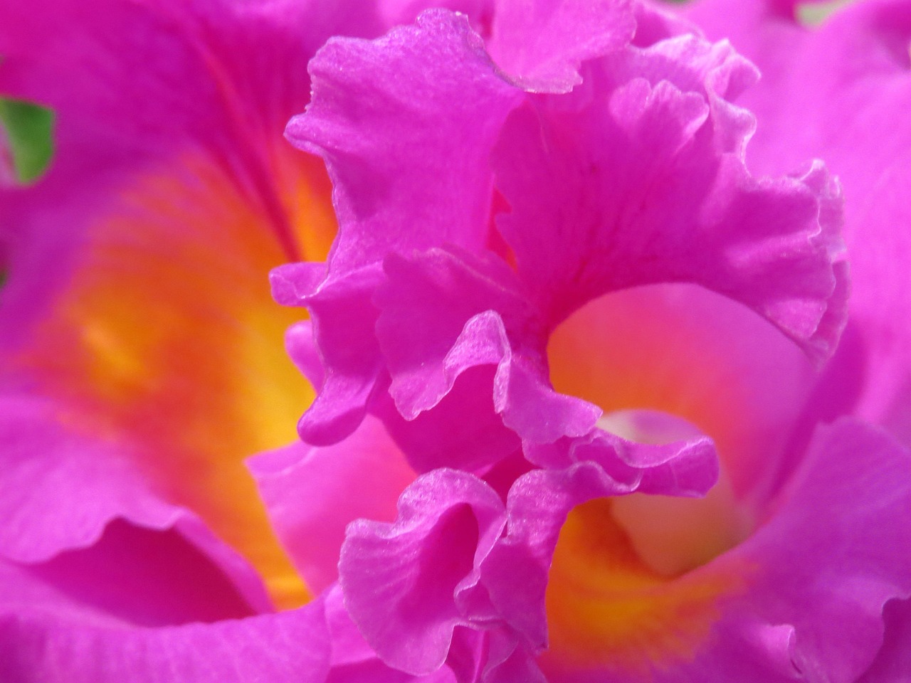 Orchids - free online jigsaw puzzle photo