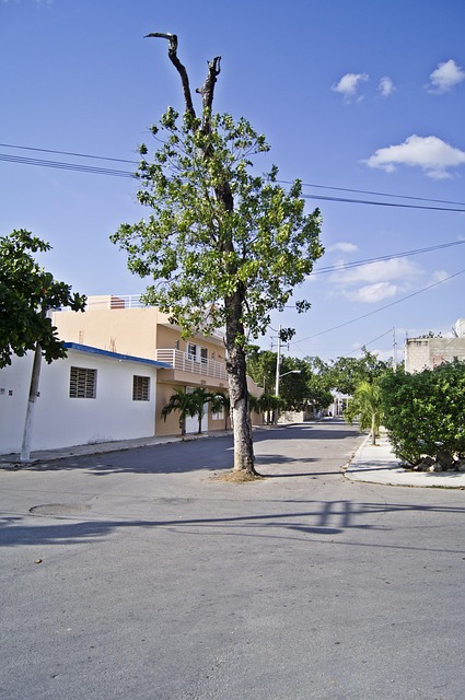 Free Tree Street photo and picture