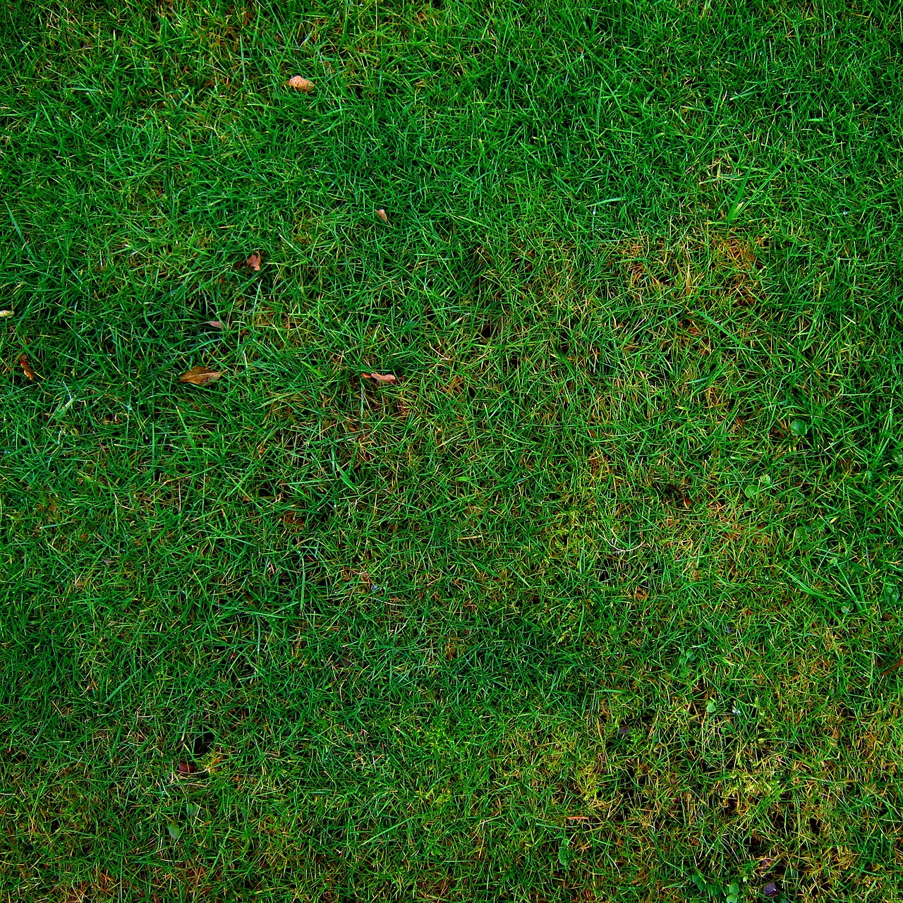 300 000 Free Green Colour Texture Texture Images Pixabay 300 000 Free Green Colour Texture Texture Images Pixabay