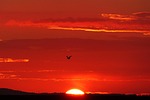 glowing, back light, bird