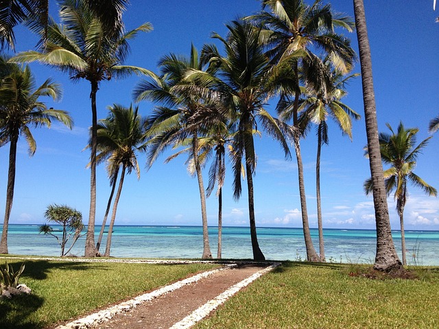 zanzibar, sea, nature, palms, tanzania