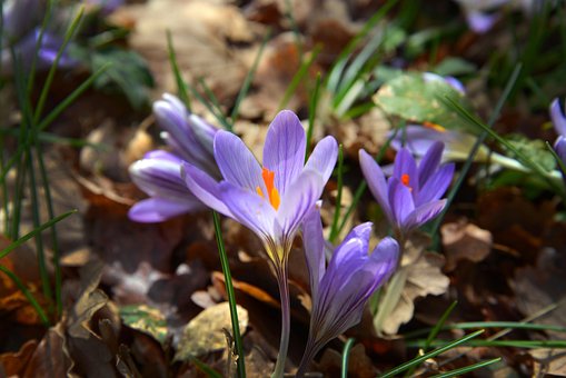 Free Crocus Flower Background photo and picture