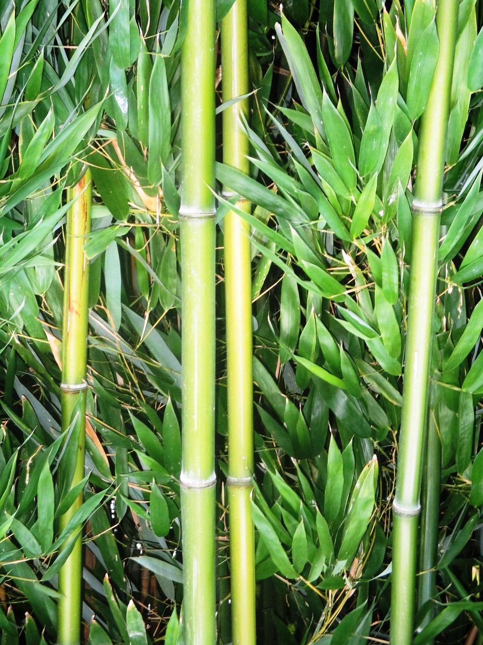 30 + 무료 Bamboo Cane & 대나무 이미지 Pixabay