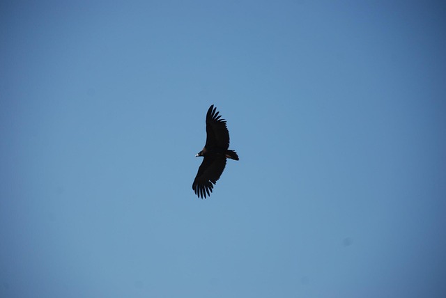 Free Eagle Sky photo and picture