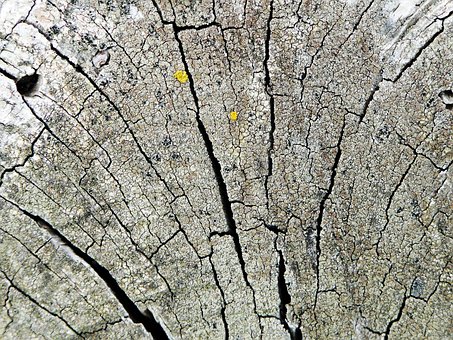 Free Tree Slice Tree Stumps photo and picture
