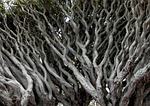 dracaena draco, tree, ramos