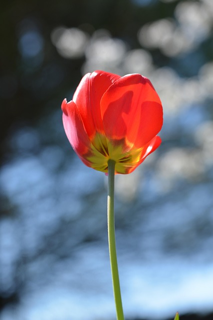 Free Tulip Red photo and picture
