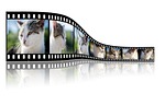 cat, video, photo