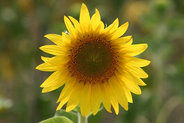 Free Flower Sunflower photo and picture