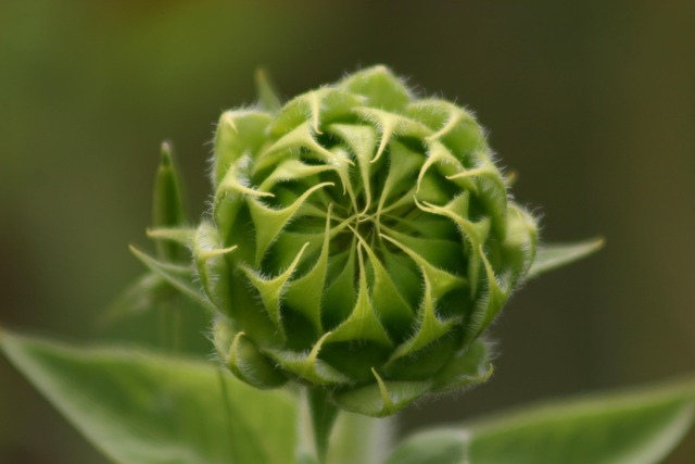 Free Wildflower Sunflower photo and picture