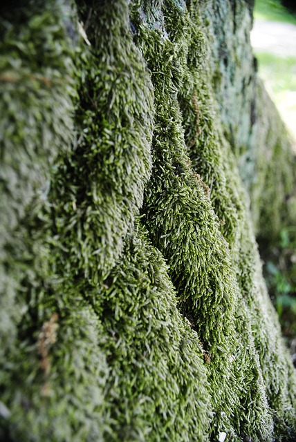 Free Down Nature photo and picture