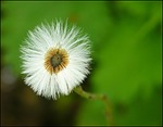 plant, flower, flowers