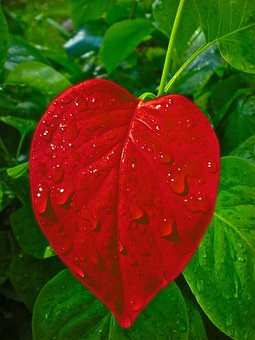 Heart, Leaf, Love, Valentine
