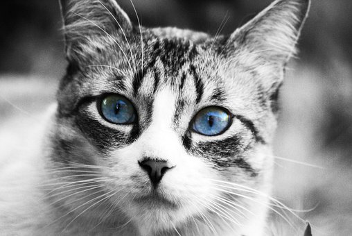 Kat, Dyr, Maskot, Kat Ansigt, Kat Næse