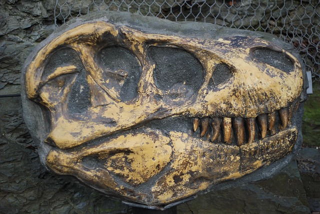 Tyrannosaurus, Knochen, Fossil