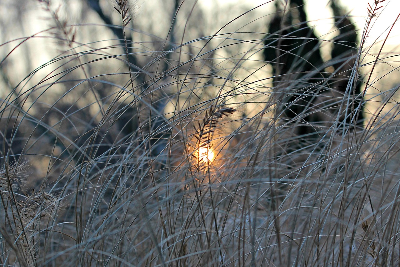 傍晚的太阳 冬天 霜 - Pixabay上的免费照片 - Pixabay