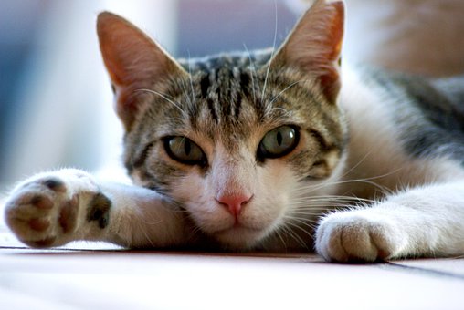 Kat, Feline, Dyr, Maskot, Dyr, Natur