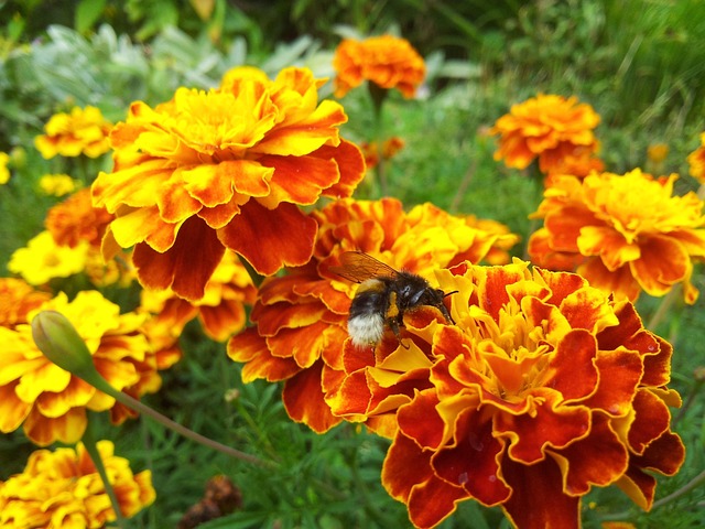 Free Flower Nature photo and picture