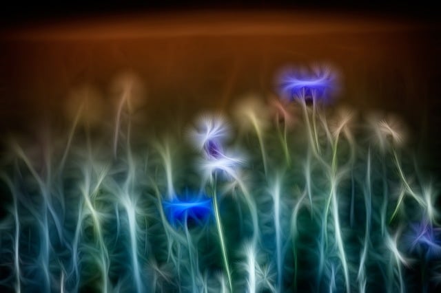 Kornblume, Blume, Blau, Blüte, Blühen
