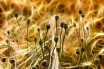 poppy, bud, capsule