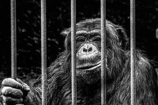 Monkey, Captivity, Zoo, Imprisoned, Grid