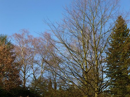 Bomen, Takken, Kaal, Hemel, Februari