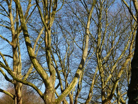 Bomen, Takken, Natuur, Vlecht