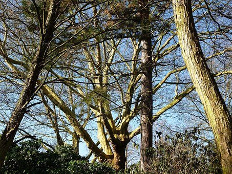 Bomen, Takken, Vlecht, Natuur