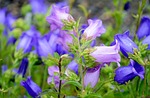 harebells, flower, nature