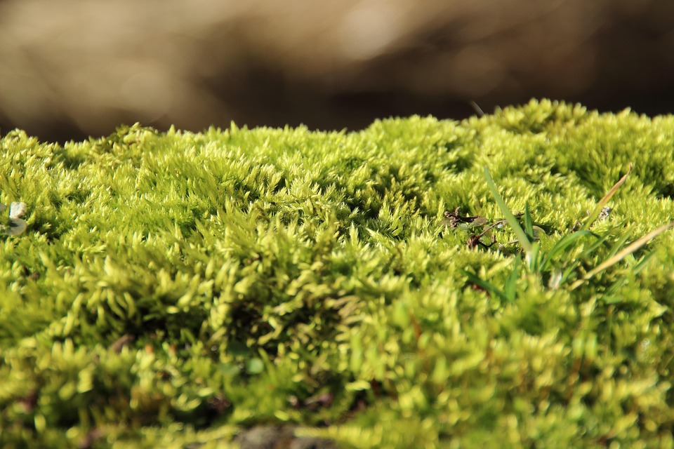 Free photo Moss, Forest, Soft, Green, Fluffy Free Image on Pixabay