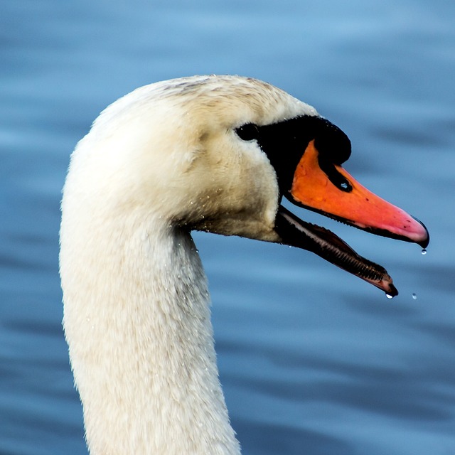 Free Swan Animal photo and picture