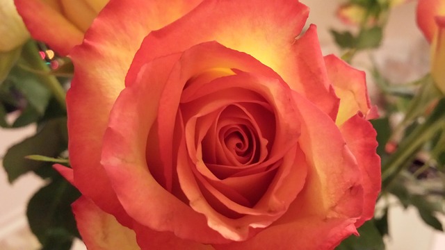 Free Rose Rosaceae photo and picture
