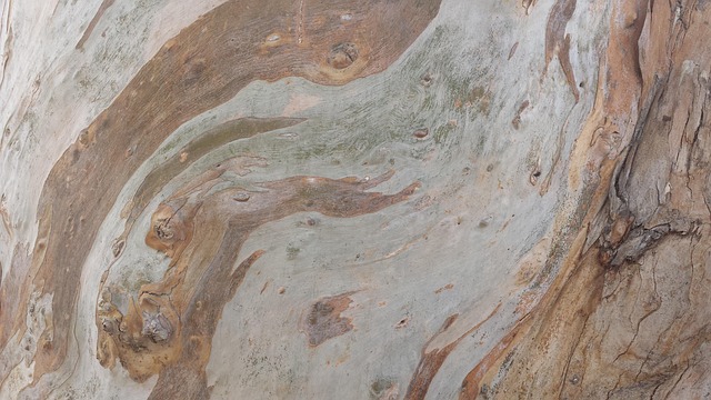 Free Tree Bark photo and picture