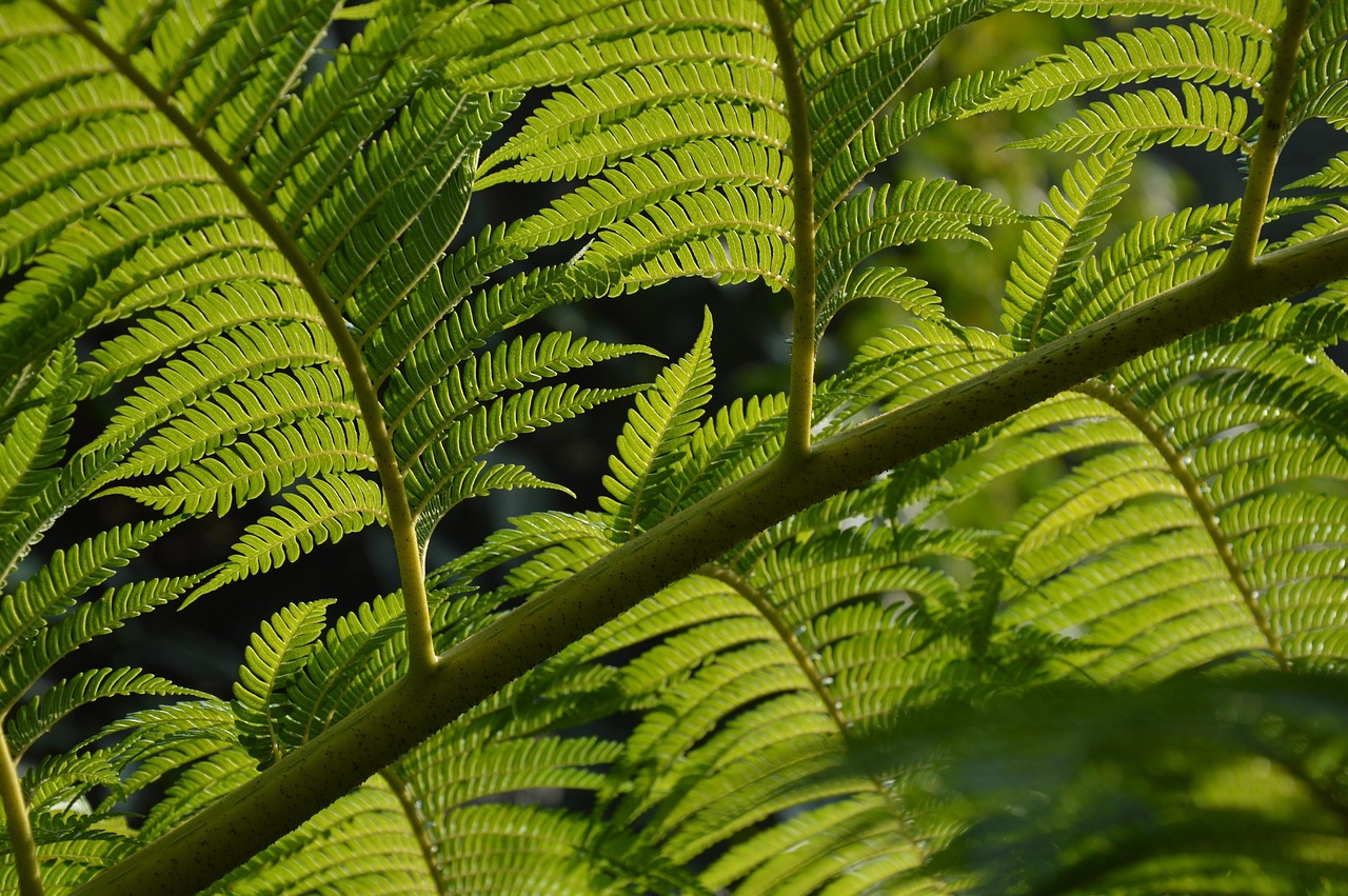 Fern Leaves Branch · Free photo on Pixabay