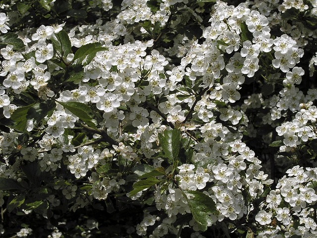 Free Spring Nature photo and picture