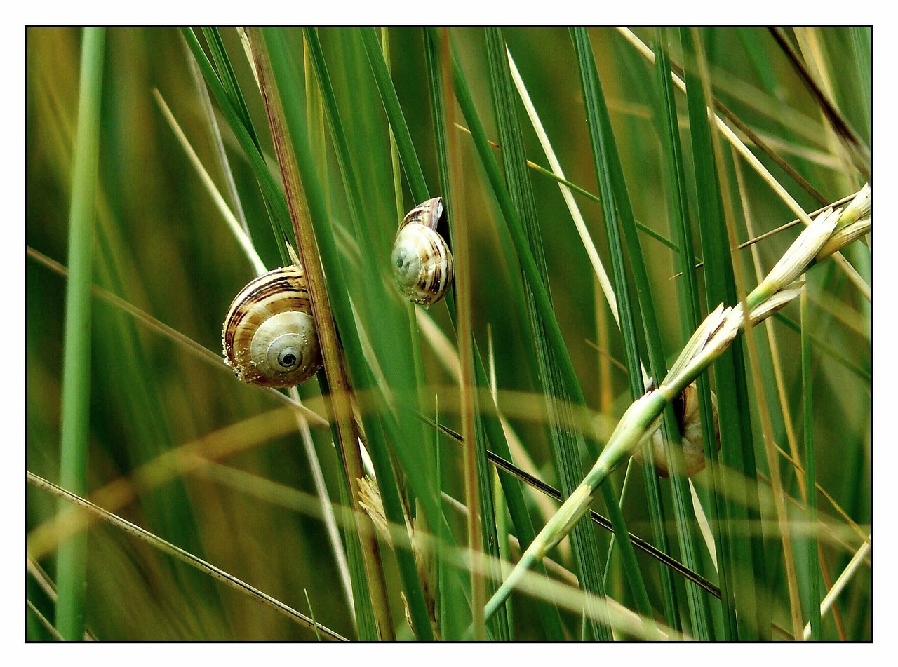Snail Shell Close Up Free photo on Pixabay Pixabay