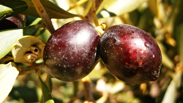 Olives Fruit Tree - Free photo on Pixabay - Pixabay