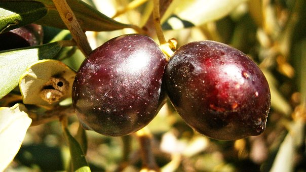 Azeitonas, Fruta, Árvore, Olive, Vegetal