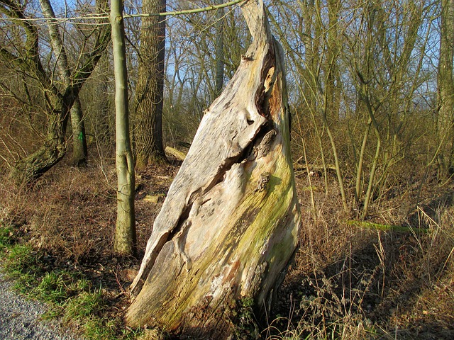 Free Nature Tree photo and picture