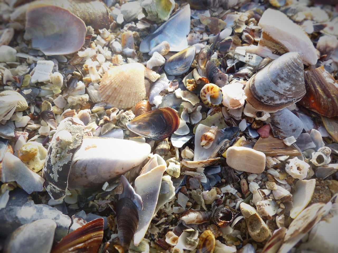Mussels Beach Close Up · Free photo on Pixabay
