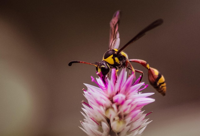 Free Wasp Insect photo and picture