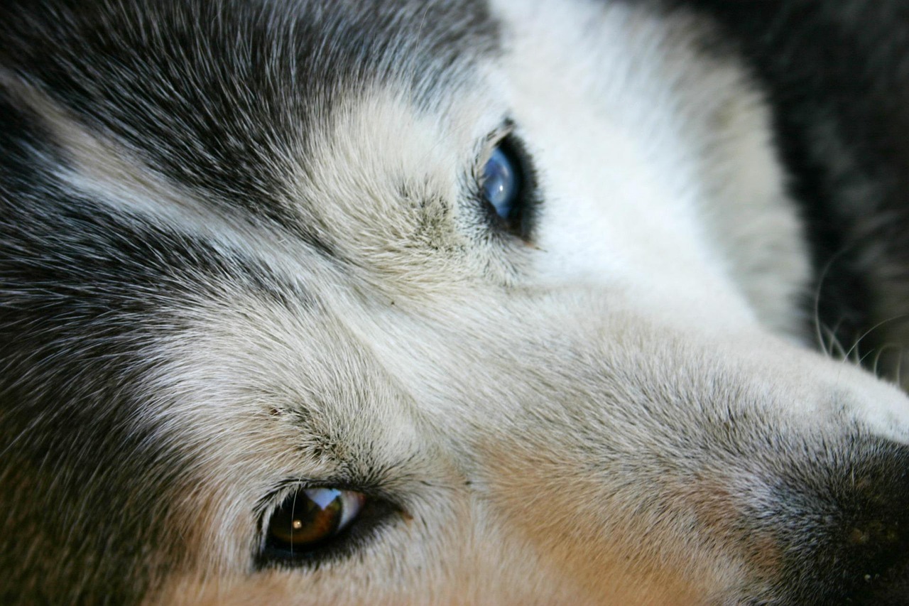 Rauque Rauque Chien Visage - Photo gratuite sur Pixabay - Pixabay