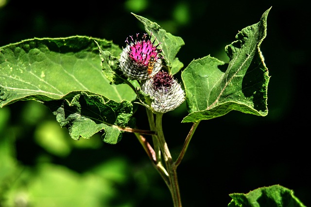 Free Inflorescence Blossom photo and picture