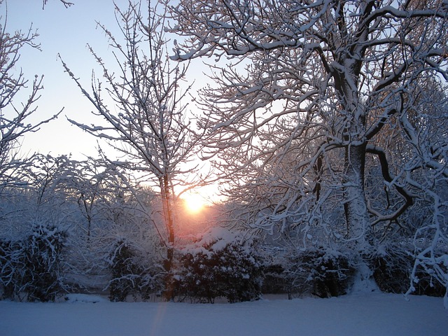 Free Sunlight Through Trees Snowy Garden photo and picture