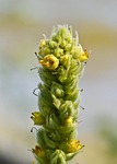 biennial plant, verbascum thapsus, mullein