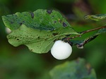 common snowberry, berries, white